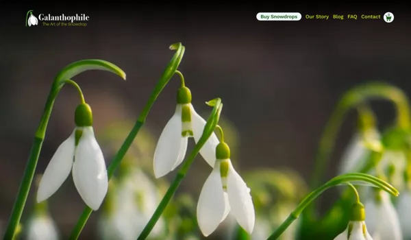 Galanthophile website screenshot